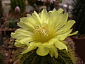 Нажмите на изображение для увеличения.

Название:	Parodia (Eriocactus) warasii.jpg
Просмотров:	125
Размер:	164.6 Кб
ID:	367789