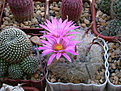 Нажмите на изображение для увеличения.

Название:	Mammillaria (Krainzia) guelzowiana.JPG
Просмотров:	130
Размер:	247.9 Кб
ID:	367790