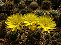 Нажмите на изображение для увеличения.

Название:	Echinopsis (Lobivia) arachnacantha  .jpg
Просмотров:	123
Размер:	259.2 Кб
ID:	367791