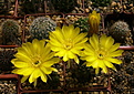 Нажмите на изображение для увеличения.

Название:	Echinopsis (Lobivia) arachnacantha .jpg
Просмотров:	134
Размер:	236.9 Кб
ID:	367792