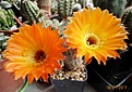 Нажмите на изображение для увеличения.

Название:	IMG_2973 (1000x705).jpg
Просмотров:	148
Размер:	386.3 Кб
ID:	367807
