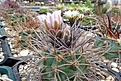 Нажмите на изображение для увеличения.

Название:	Gymnocalycium castellanosii v. armillatum.JPG
Просмотров:	504
Размер:	398.2 Кб
ID:	367869