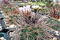 Нажмите на изображение для увеличения.

Название:	Gymnocalycium castellanosii v. armillatum.JPG
Просмотров:	463
Размер:	398.2 Кб
ID:	367869