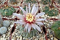 Нажмите на изображение для увеличения.

Название:	Gymnocalycium castellanosii v. bozsingianum.JPG
Просмотров:	463
Размер:	376.2 Кб
ID:	367870