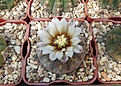 Нажмите на изображение для увеличения.

Название:	Gymnocalycium riojense v. paucispinum.JPG
Просмотров:	507
Размер:	432.4 Кб
ID:	367871