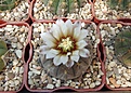 Нажмите на изображение для увеличения.

Название:	Gymnocalycium riojense v. paucispinum.JPG
Просмотров:	465
Размер:	432.4 Кб
ID:	367871