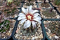 Нажмите на изображение для увеличения.

Название:	Gymnocalycium stellatum VG-312.JPG
Просмотров:	467
Размер:	397.1 Кб
ID:	367872