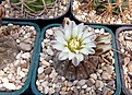 Нажмите на изображение для увеличения.

Название:	Gymnocalycium platygonum LB-1261.JPG
Просмотров:	506
Размер:	467.0 Кб
ID:	367873