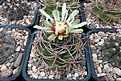 Нажмите на изображение для увеличения.

Название:	Gymnocalycium mostii ssp ferocior.JPG
Просмотров:	511
Размер:	387.7 Кб
ID:	367874