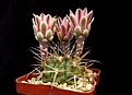 Нажмите на изображение для увеличения.

Название:	Gymnocalycium schickendantzii.JPG
Просмотров:	512
Размер:	296.7 Кб
ID:	367875