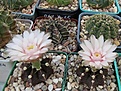 Нажмите на изображение для увеличения.

Название:	Gymnocalycium friedrichi.jpg
Просмотров:	128
Размер:	174.9 Кб
ID:	367928