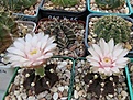 Нажмите на изображение для увеличения.

Название:	Gymnocalycium friedrichi.jpg
Просмотров:	117
Размер:	174.9 Кб
ID:	367928