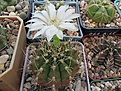 Нажмите на изображение для увеличения.

Название:	Gymnocalycium mihanovichi v. albispinum.jpg
Просмотров:	110
Размер:	189.5 Кб
ID:	367929