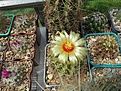 Нажмите на изображение для увеличения.

Название:	Hamatocactus setispinus.jpg
Просмотров:	124
Размер:	196.4 Кб
ID:	367930