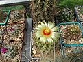 Нажмите на изображение для увеличения.

Название:	Hamatocactus setispinus.jpg
Просмотров:	115
Размер:	196.4 Кб
ID:	367930