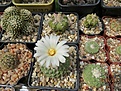 Нажмите на изображение для увеличения.

Название:	Strombocactus disciformis v. jarmilae.jpg
Просмотров:	117
Размер:	171.3 Кб
ID:	367932