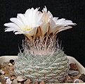 Нажмите на изображение для увеличения.

Название:	Strombocactus disciformis ssp.jarmilae.JPG
Просмотров:	163
Размер:	60.5 Кб
ID:	367949