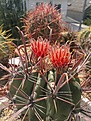 Нажмите на изображение для увеличения.

Название:	Fer. gracilis ssp coloratus.jpg
Просмотров:	165
Размер:	458.9 Кб
ID:	367957