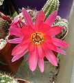 Нажмите на изображение для увеличения.

Название:	Chamecereus sp..jpg
Просмотров:	166
Размер:	165.0 Кб
ID:	367960