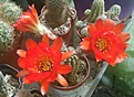Нажмите на изображение для увеличения.

Название:	Chamacereus sp...jpg
Просмотров:	160
Размер:	142.2 Кб
ID:	367961