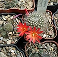 Нажмите на изображение для увеличения.

Название:	Rebutia xanthocarpa  WR1.jpg
Просмотров:	157
Размер:	255.9 Кб
ID:	367962