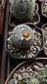 Нажмите на изображение для увеличения.

Название:	Mammillaria lasiacantha SB255.jpg
Просмотров:	162
Размер:	261.0 Кб
ID:	367963