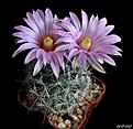 Нажмите на изображение для увеличения.

Название:	Mammillaria tetrancistra..JPG
Просмотров:	156
Размер:	187.1 Кб
ID:	367973