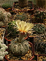 Нажмите на изображение для увеличения.

Название:	Astrophytum CAPAS x A. asterias hybr. (x «Super Kabuto»).jpg
Просмотров:	137
Размер:	244.8 Кб
ID:	367974