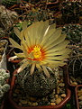 Нажмите на изображение для увеличения.

Название:	Astrophytum CAPAS x A. asterias hybr. (x «Super Kabuto») .jpg
Просмотров:	164
Размер:	194.8 Кб
ID:	367975