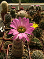 Нажмите на изображение для увеличения.

Название:	Echinocereus pseudopectinatus L 607 Moctezuma, Son.jpg
Просмотров:	167
Размер:	258.4 Кб
ID:	367976