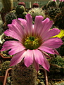 Нажмите на изображение для увеличения.

Название:	Echinocereus pseudopectinatus L 607 Moctezuma, Son .jpg
Просмотров:	146
Размер:	214.7 Кб
ID:	367977