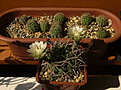 Нажмите на изображение для увеличения.

Название:	Gymnocalycium schickendantzii.jpg
Просмотров:	133
Размер:	214.5 Кб
ID:	367978