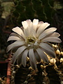 Нажмите на изображение для увеличения.

Название:	Gymnocalycium stenopleurum.jpg
Просмотров:	141
Размер:	140.5 Кб
ID:	367979