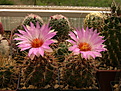 Нажмите на изображение для увеличения.

Название:	Thelocactus bicolor.jpg
Просмотров:	139
Размер:	258.9 Кб
ID:	367980