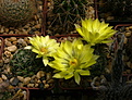 Нажмите на изображение для увеличения.

Название:	Mammillaria sphaerica.jpg
Просмотров:	137
Размер:	235.0 Кб
ID:	367981