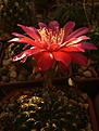 Нажмите на изображение для увеличения.

Название:	Echinopsis arachnacantha torrecillasensis.jpg
Просмотров:	170
Размер:	169.5 Кб
ID:	367982