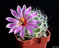 Нажмите на изображение для увеличения.

Название:	Mammillaria insularis.JPG
Просмотров:	161
Размер:	161.4 Кб
ID:	368005