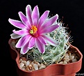 Нажмите на изображение для увеличения.

Название:	Mammillaria boolii..jpg
Просмотров:	158
Размер:	185.4 Кб
ID:	368006