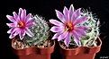 Нажмите на изображение для увеличения.

Название:	Mammillaria boolii; Mammillaria insularis..JPG
Просмотров:	148
Размер:	203.7 Кб
ID:	368007