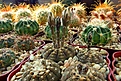 Нажмите на изображение для увеличения.

Название:	Gymnocalycium ragonesei.JPG
Просмотров:	89
Размер:	461.3 Кб
ID:	368068