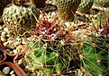 Нажмите на изображение для увеличения.

Название:	Hamatocactus hamatacanthus RUS-027.JPG
Просмотров:	88
Размер:	460.7 Кб
ID:	368069