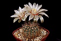 Нажмите на изображение для увеличения.

Название:	Gymnocalycium gertii (2).JPG
Просмотров:	214
Размер:	305.8 Кб
ID:	368074