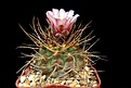 Нажмите на изображение для увеличения.

Название:	Gymnocalycium castellanosii v. armillatum P-217.JPG
Просмотров:	216
Размер:	343.3 Кб
ID:	368076