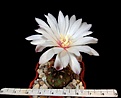 Нажмите на изображение для увеличения.

Название:	Gymnocalycium mesopotamicum.JPG
Просмотров:	213
Размер:	299.2 Кб
ID:	368079