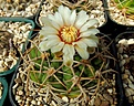 Нажмите на изображение для увеличения.

Название:	Gymnocalycium mostii ssp miradorense.JPG
Просмотров:	178
Размер:	439.5 Кб
ID:	368080