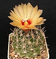 Нажмите на изображение для увеличения.

Название:	Coryphantha  compacta GL67.JPG
Просмотров:	187
Размер:	64.6 Кб
ID:	368089