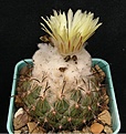 Нажмите на изображение для увеличения.

Название:	Coryphantha  calipensis.JPG
Просмотров:	168
Размер:	60.9 Кб
ID:	368090