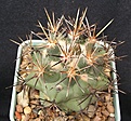 Нажмите на изображение для увеличения.

Название:	Coryphantha scherii SB260.JPG
Просмотров:	186
Размер:	71.8 Кб
ID:	368091