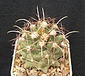 Нажмите на изображение для увеличения.

Название:	Coryphantha scherii v. valida SB138.JPG
Просмотров:	203
Размер:	68.5 Кб
ID:	368092