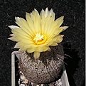 Нажмите на изображение для увеличения.

Название:	Coryphantha werdermanii.JPG
Просмотров:	194
Размер:	44.3 Кб
ID:	368093